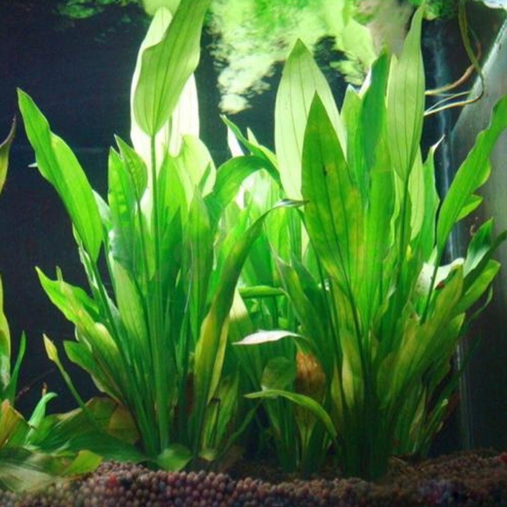 Aquarium Fish For Sale Online - 15cm artificiale acquario Decor piante acqua