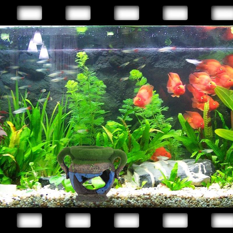 Vaso in resina da 1 pezzo con  - Aquarium Fish For Sale Online recensione e prezzo