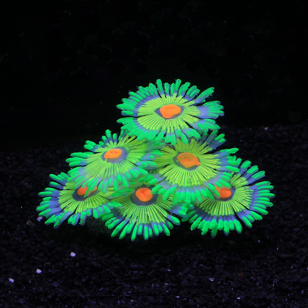 Decorazioni Luminose per Acqua - Aquarium Fish For Sale Online recensione e prezzo
