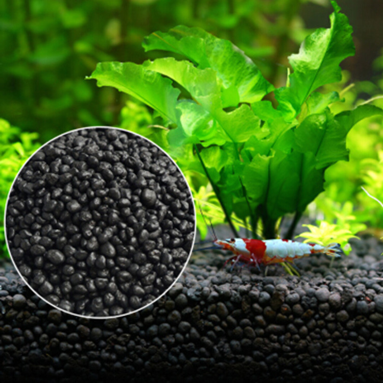 Acquario semi di piante terren - Aquarium Fish Care recensione e prezzo